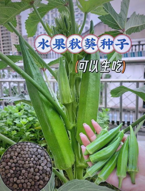 草莓榴莲丝瓜秋葵科学搭配指南：解锁营养组合与食用禁忌