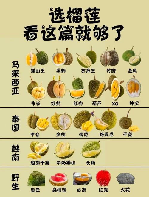 榴莲爱好者必看！国内热门榴莲品种资源全解析（附高清图鉴）