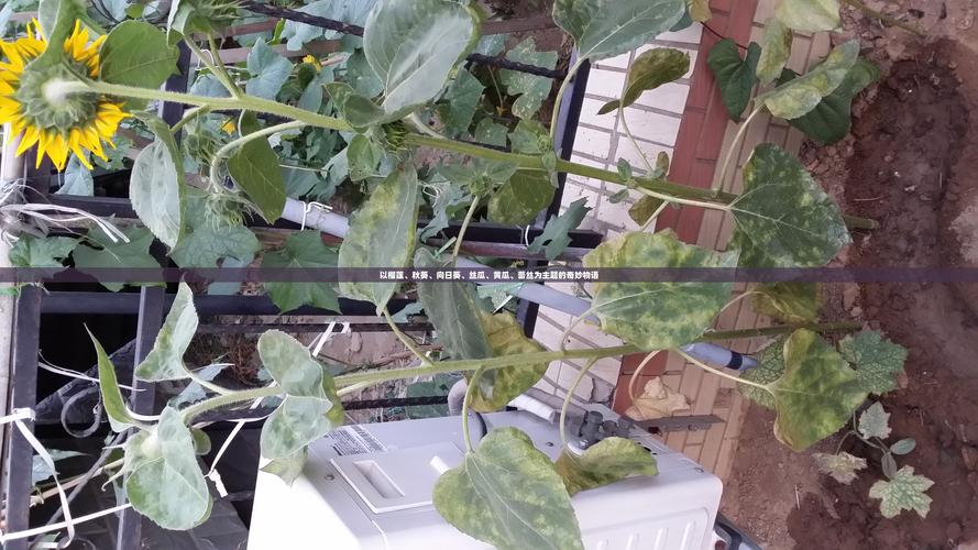 榴莲丝瓜草莓向日葵高效种植技巧：4大科学管理法实现产量翻倍