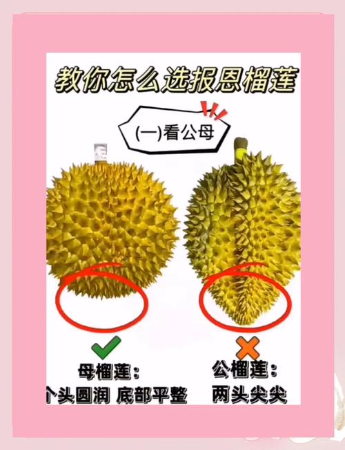 揭秘miya188榴莲APP三大核心优势:精准选果+智能推荐+会员专属福利 揭秘miya188榴莲APP三大核心优势:精准选果+智能推荐+会员专属福利