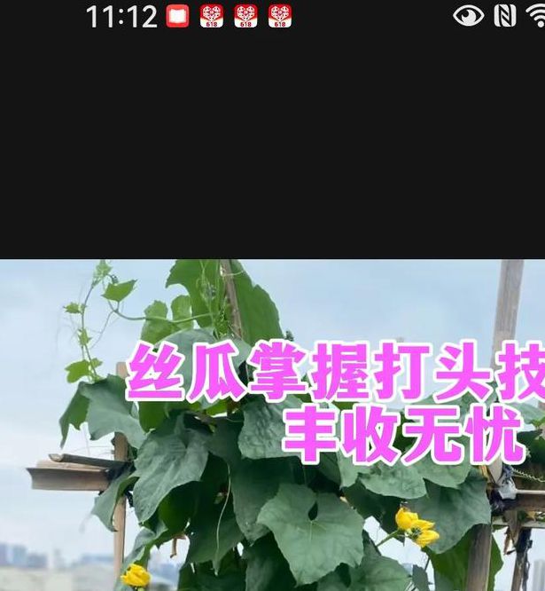 2025丝瓜黄瓜高效种植全攻略：15个农科院推荐视频教程关键点解析