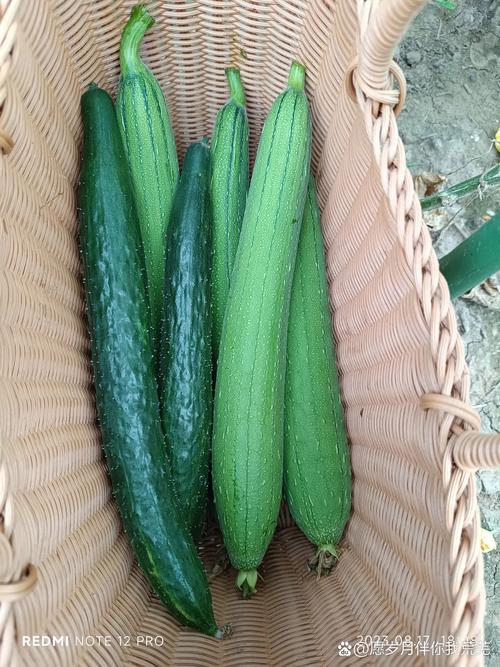 2025丝瓜黄瓜高效种植全攻略：15个农科院推荐视频教程关键点解析