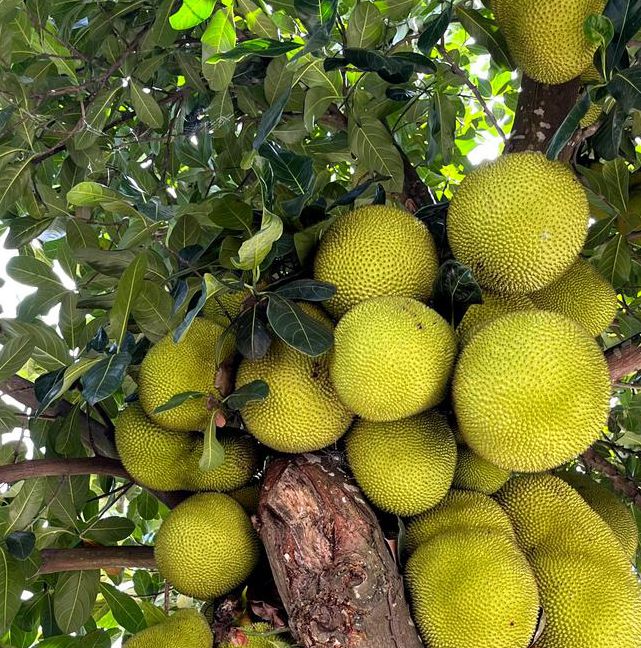 10大权威平台推荐：菠萝菠萝蜜在线视频免费观看高清正版资源（附避坑指南）