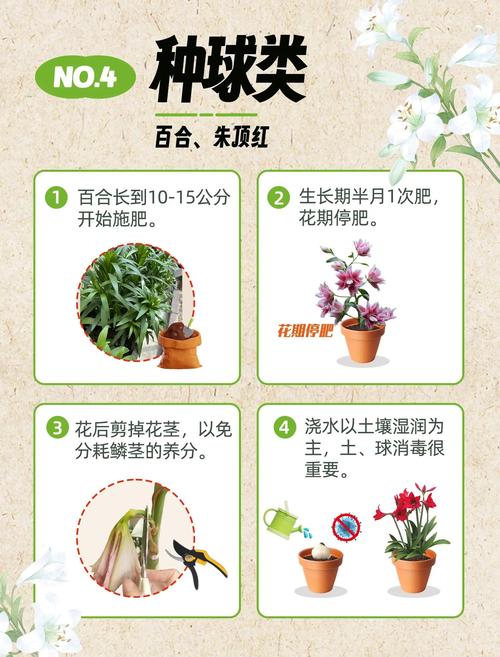 5大iGao忘忧草养护技巧：园艺专家亲授爆盆秘诀（附功效解析）