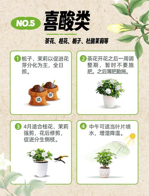 5大iGao忘忧草养护技巧：园艺专家亲授爆盆秘诀（附功效解析）