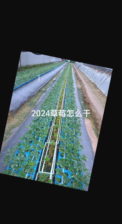 小蝌蚪草莓樱桃丝瓜绿巨人种植全攻略：家庭阳台高效培育技巧与高产秘诀解析