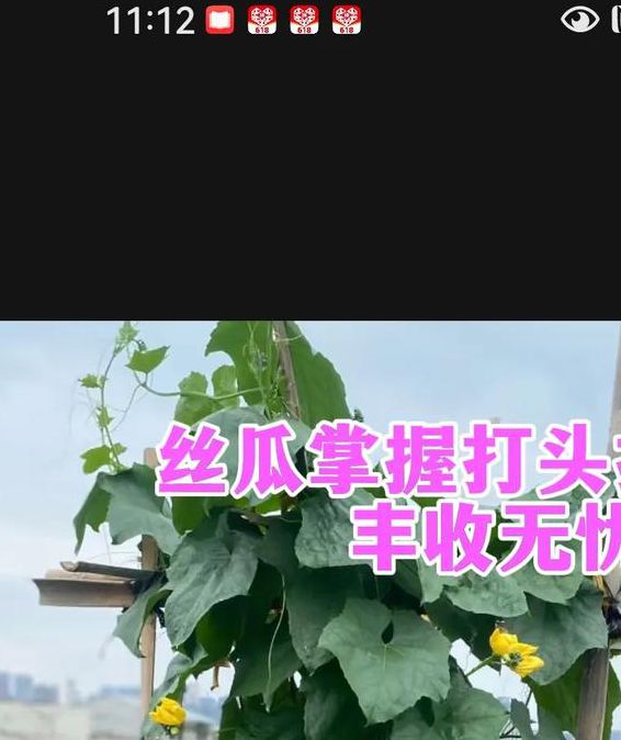 丝瓜黄瓜甜瓜绿巨人免费版种植技术解析：3大核心优势助力高效栽培