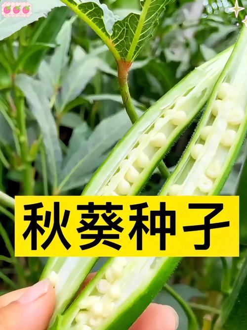 绿巨人秋葵芭乐视频曝光:这种神秘搭配如何成为健康瘦身新宠? 绿巨人秋葵芭乐视频曝光:这种神秘搭配如何成为健康瘦身新宠?