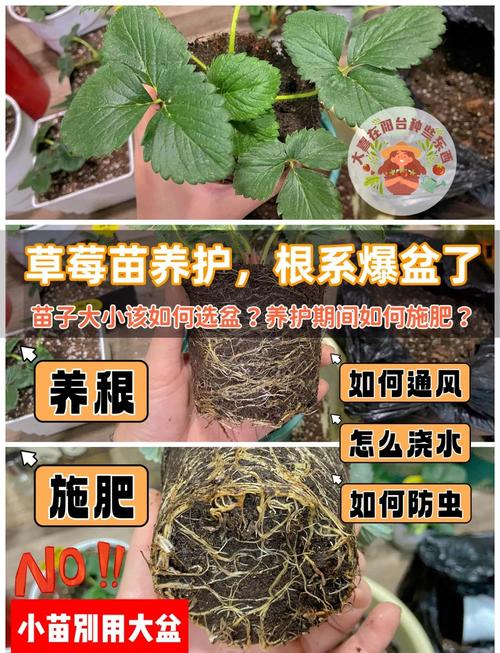 草莓丝瓜向日葵如何爆盆？家庭种植达人私藏视频教程大公开