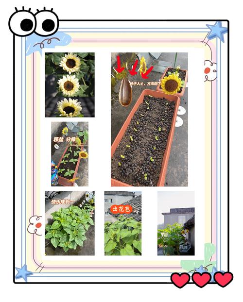 草莓丝瓜向日葵如何爆盆？家庭种植达人私藏视频教程大公开