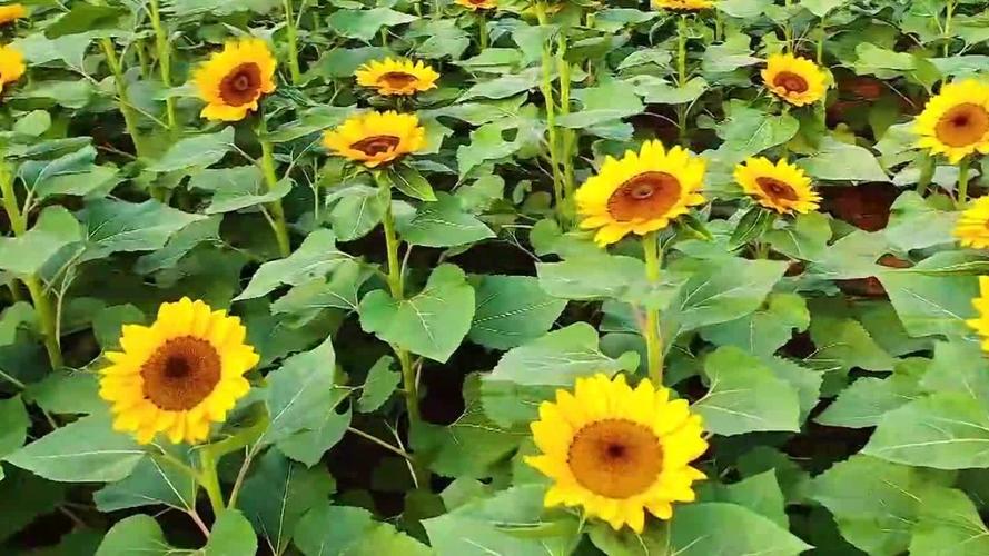 鸭脖娱乐平台草莓视频丝瓜视频向日葵视频的独特优势：如何通过差异化内容提升用户留存率？