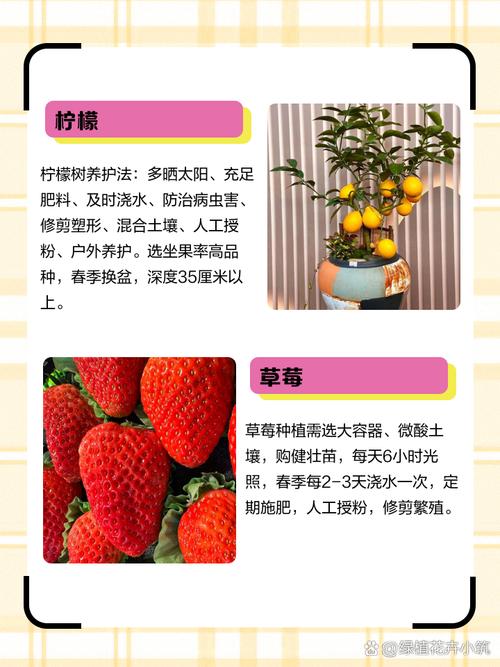 家庭必学的10种高收益果蔬搭配法：小猪鸭脖向日葵芭乐草莓种植全解析