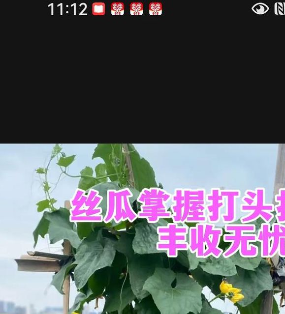 成版人丝瓜种植技术全解析:5个被忽略的高产秘诀助你收益翻倍 成版人丝瓜种植技术全解析:5个被忽略的高产秘诀助你收益翻倍