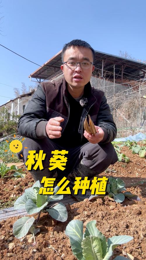 秋葵app苹果版免费下载教程：解锁隐藏功能与高效使用技巧