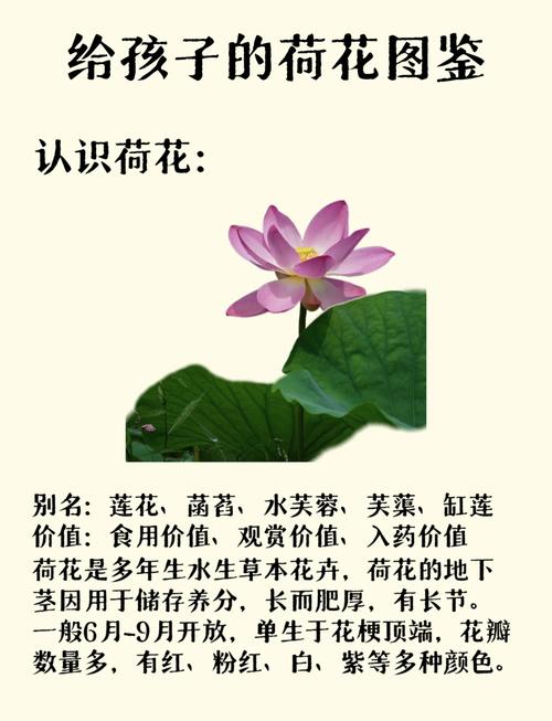 荷花视频无限制版真的存在吗？高清资源获取有哪些隐藏技巧？