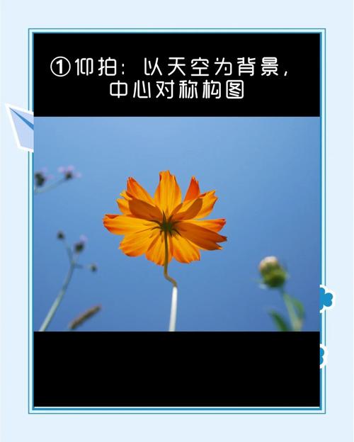 野花社区论坛视频拍摄技巧：3大实用场景解析与免费素材获取指南