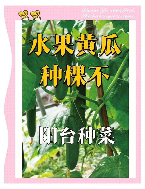 阳台种出草莓黄瓜丝瓜向日葵蕾丝神秘组合，月省300元菜钱的都市种植秘诀