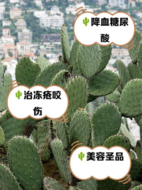 xyz2..apk仙人掌真的安全吗？如何正确下载使用避免风险？