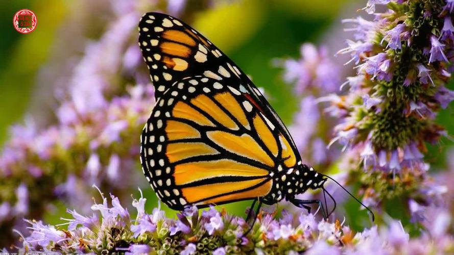 花蝴蝶免费视频高清版官方版:如何畅享流畅观影体验?三大优势深度解析 花蝴蝶免费视频高清版官方版:如何畅享流畅观影体验?三大优势深度解析