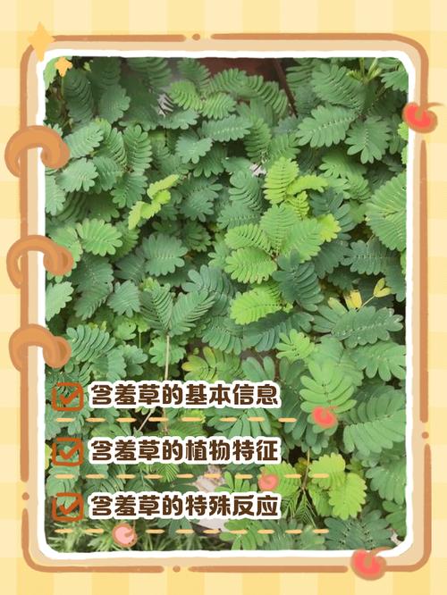 含羞草最新版本隐藏的3个功能:这才是园艺玩家忽略的核心细节! 含羞草最新版本隐藏的3个功能:这才是园艺玩家忽略的核心细节!