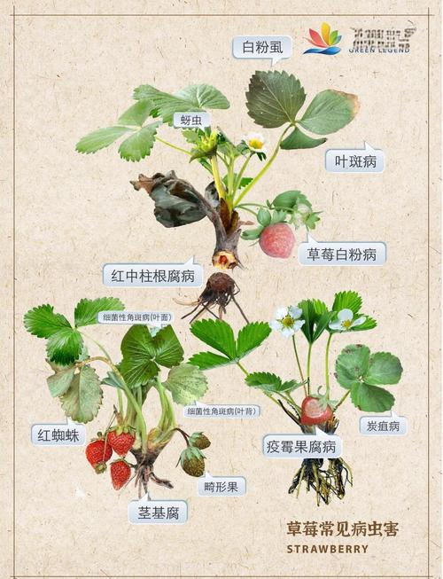 草莓丝瓜向日葵混种全指南：5大高产技巧+病虫害防治秘诀（老农实战经验）