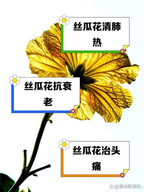 草莓丝瓜向日葵混种全指南：5大高产技巧+病虫害防治秘诀（老农实战经验）