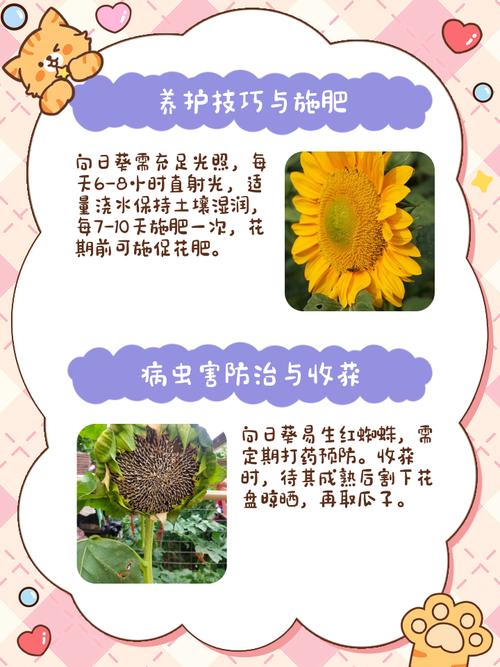 草莓丝瓜向日葵混种全指南：5大高产技巧+病虫害防治秘诀（老农实战经验）