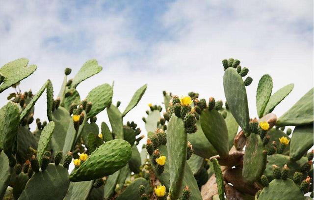 仙人掌免费视频版隐藏功能大揭秘:新手必看的三大使用技巧! 仙人掌免费视频版隐藏功能大揭秘:新手必看的三大使用技巧!