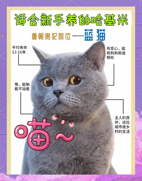 蓝猫视频背后的秘密:为何它能成为流量收割机?深度解析运营策略与盈利模式 蓝猫视频背后的秘密:为何它能成为流量收割机?深度解析运营策略与盈利模式