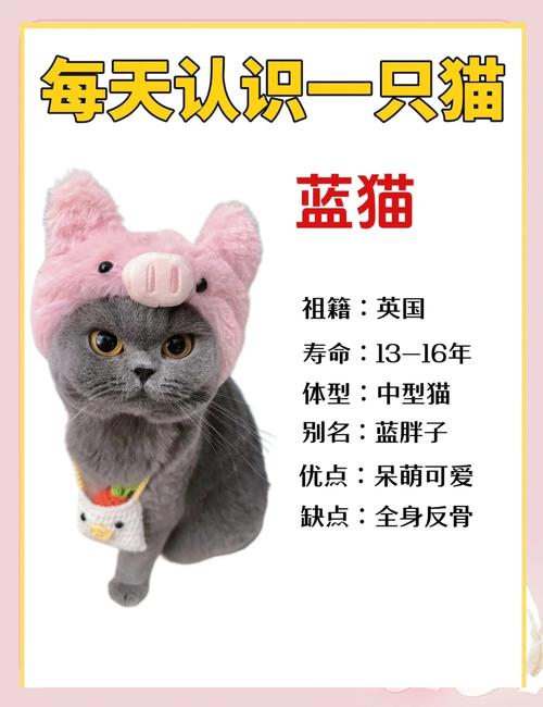 蓝猫视频背后的秘密:为何它能成为流量收割机?深度解析运营策略与盈利模式 蓝猫视频背后的秘密:为何它能成为流量收割机?深度解析运营策略与盈利模式