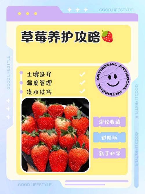 3大小猪鸭脖创意吃法+草莓种植避坑指南，幸福宝高清视频教程大公开