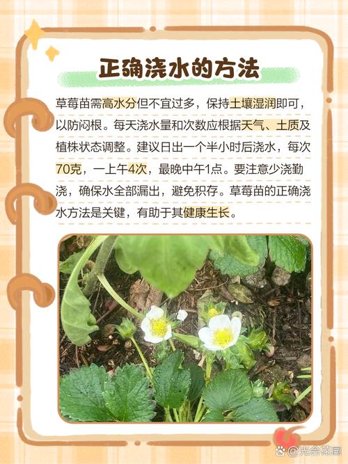 为何丝瓜藤下草莓总是发黄发旧？资深专家揭秘5大养护误区