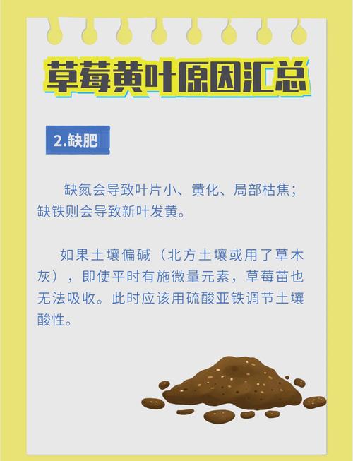 为何丝瓜藤下草莓总是发黄发旧？资深专家揭秘5大养护误区