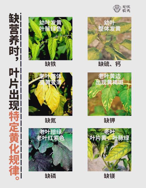 为何丝瓜藤下草莓总是发黄发旧？资深专家揭秘5大养护误区