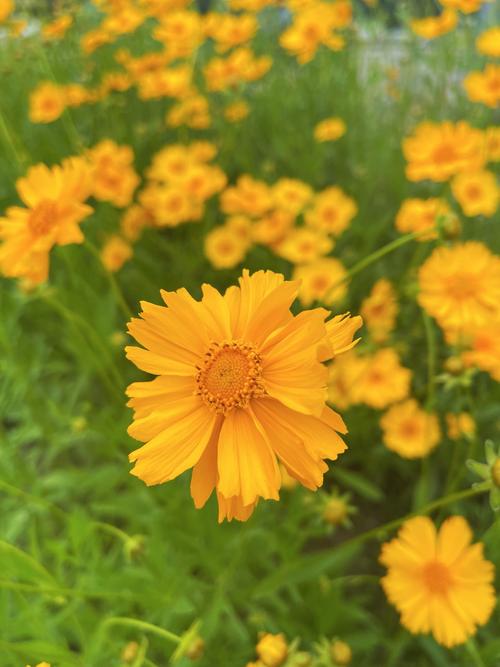 祖国的小黄花拍摄灵感库：3个免费素材平台精准定位技巧解析