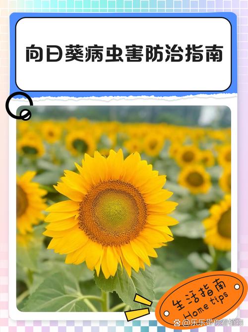向日葵色斑防治全解析：一区二区5大防治误区与3步诊断法（2023农业专家指南）