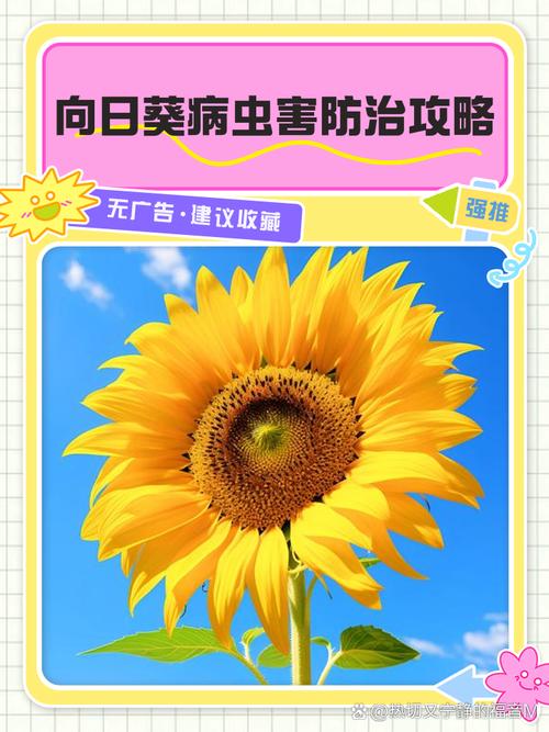 向日葵色斑防治全解析：一区二区5大防治误区与3步诊断法（2023农业专家指南）