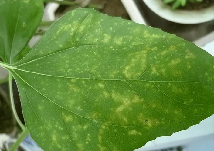 向日葵色斑防治全解析：一区二区5大防治误区与3步诊断法（2023农业专家指南）