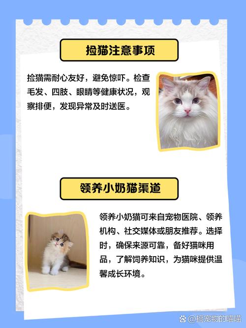 小奶猫平台改名了吗?最新动态解析与品牌升级原因深度揭秘 小奶猫平台改名了吗?最新动态解析与品牌升级原因深度揭秘
