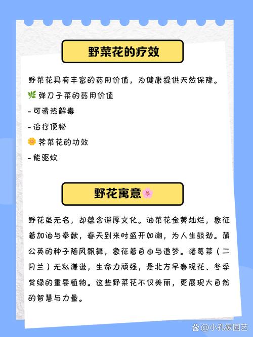 如何安全观看野花视频?8个免费平台优缺点大揭秘 如何安全观看野花视频?8个免费平台优缺点大揭秘