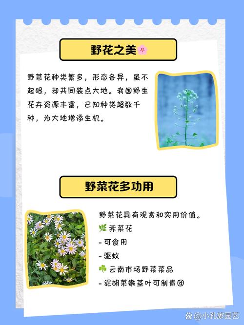 如何安全观看野花视频?8个免费平台优缺点大揭秘 如何安全观看野花视频?8个免费平台优缺点大揭秘