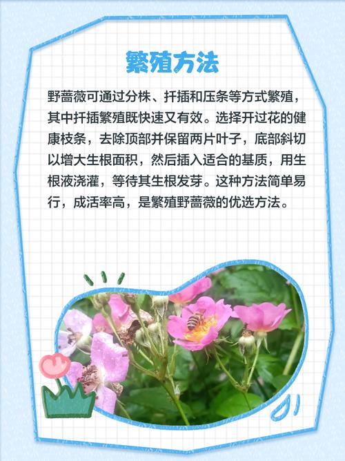 如何安全观看野花视频?8个免费平台优缺点大揭秘 如何安全观看野花视频?8个免费平台优缺点大揭秘