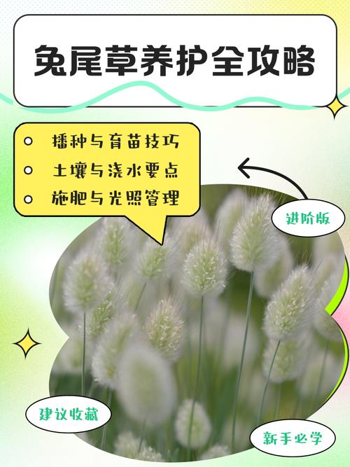 2025年小草养护有哪些新趋势？这些技巧你掌握了吗？