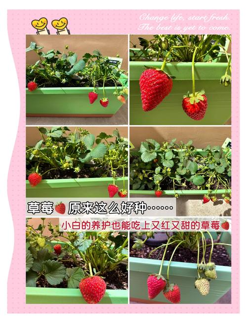 想在家免费种植草莓樱桃榴莲向日葵？这些技巧你掌握了吗？