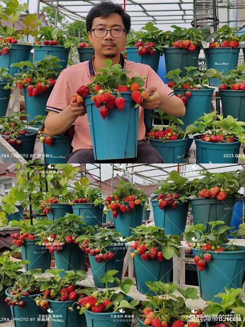 想在家免费种植草莓樱桃榴莲向日葵？这些技巧你掌握了吗？