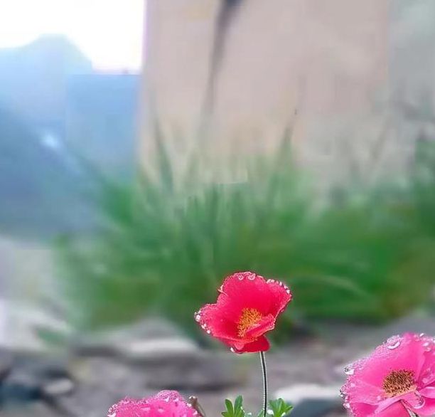 野花视频大全免费版为何引发热议？揭秘高清自然美景的隐藏拍摄技巧