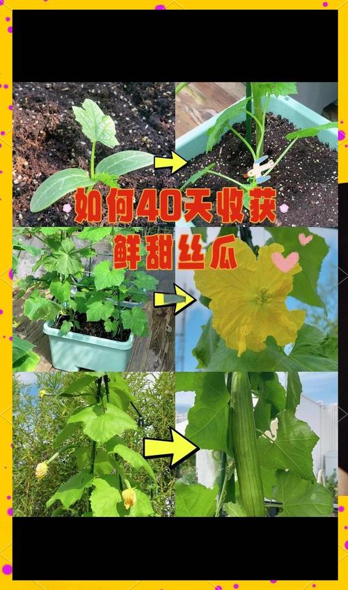 家庭种植新趋势：丝瓜草莓香蕉绿巨人高效种植技巧与幸福提升全攻略
