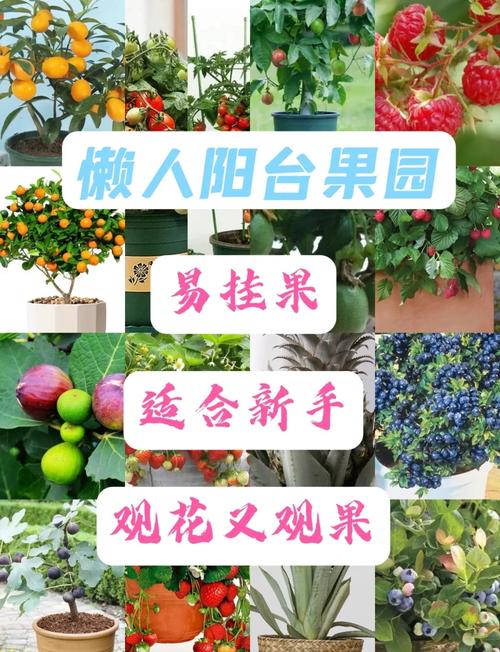 阳台种植草莓香蕉芦苇向日葵丝瓜真的可行吗?家庭园艺如何实现四季丰收? 阳台种植草莓香蕉芦苇向日葵丝瓜真的可行吗?家庭园艺如何实现四季丰收?