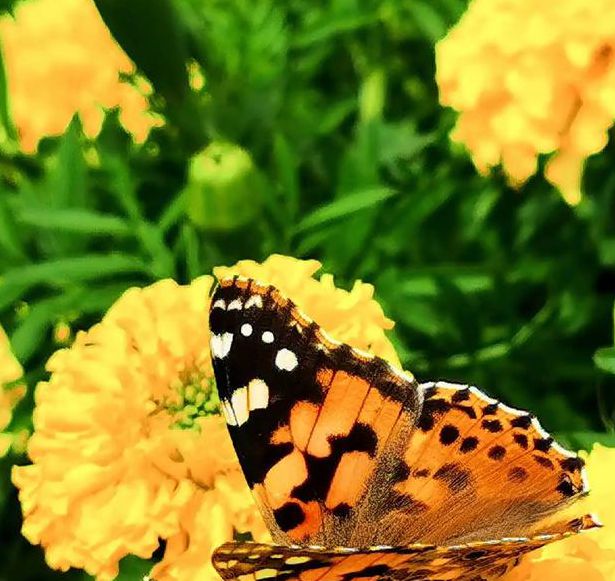 蝶恋花视频拍摄技巧：手机VS专业相机，哪种更能打造爆款短视频？