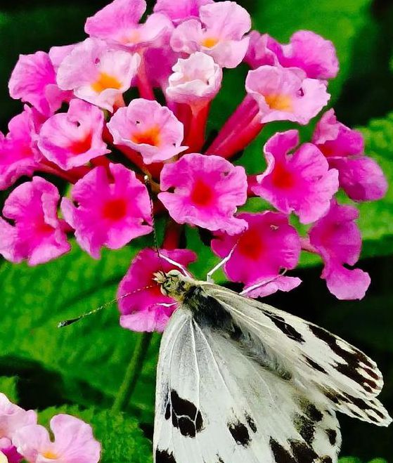 蝶恋花视频拍摄技巧：手机VS专业相机，哪种更能打造爆款短视频？